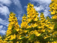 Изображение Изображение