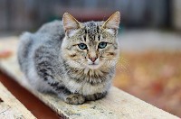 Изображение Изображение